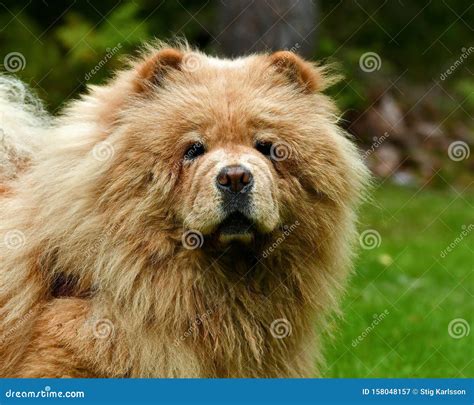 Portrait of a 9 Year Old Female Chow Chow Stock Image - Image of haired, doggy: 158048157