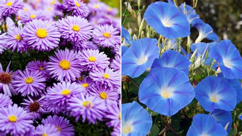 September Birth Flowers | Aster and Morning Glory | Petal Talk