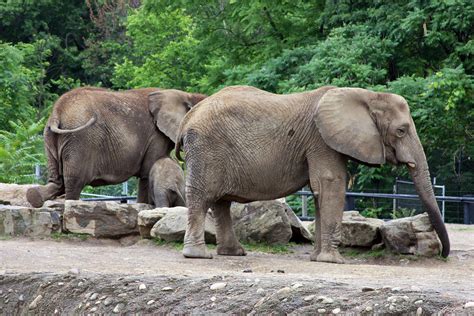 0906_PittsburghZoo_18 | Pittsburgh Zoo, June 2009. | Flickr