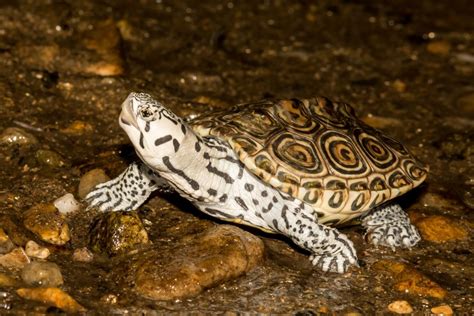 Turtle, Tortoise, Terrapin: What Makes Them Different?