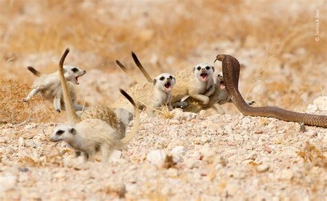 The Meerkat Mob | Wildlife Photographer of the Year | Natural History Museum