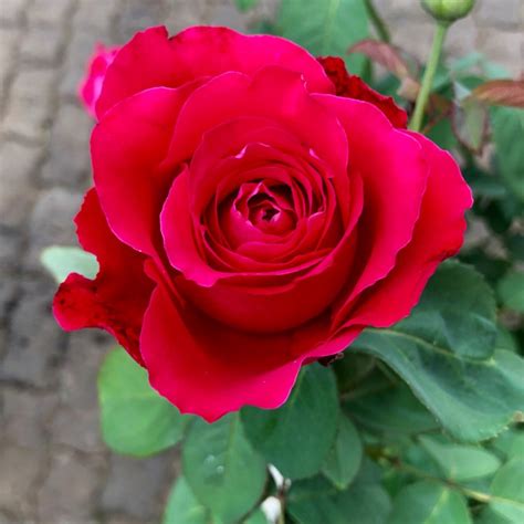 Rosa 'Scarlet Queen Elizabeth', Rose 'Scarlet Queen Elizabeth' - uploaded by @Maro4