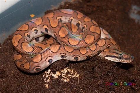 15 Cool Rainbow Boa Morphs With Pictures