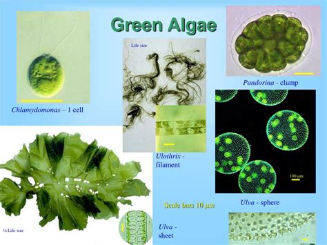 PPT - “Algae” PowerPoint Presentation, free download - ID:6744340
