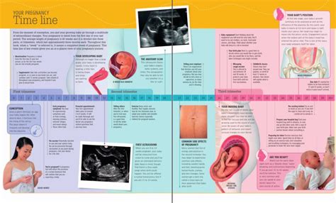 Your pregnancy timeline – Dr Priyanka Tyagi