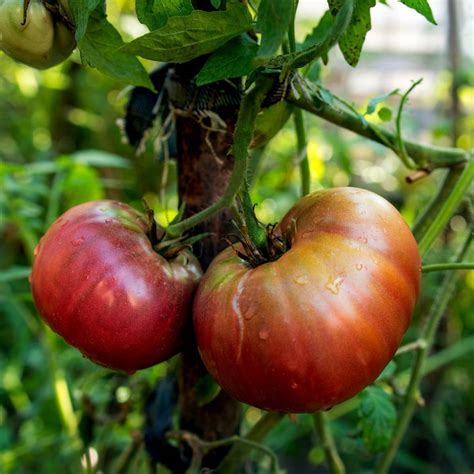 Tomato- Black Russian seeds | The Seed Collection