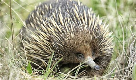 Fun Facts About Cute Animals – Echidna Edition | Explore | Awesome Activities & Fun Facts | CBC Kids