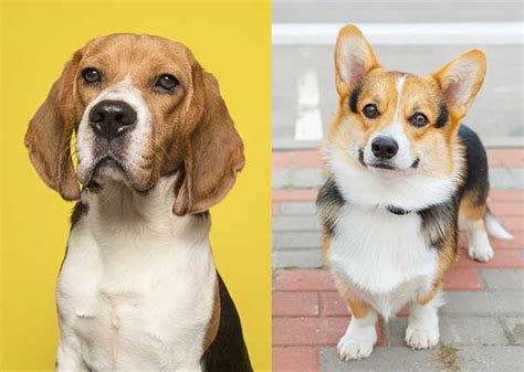 All About The Corgi Beagle Mix (Beagi) With Pictures