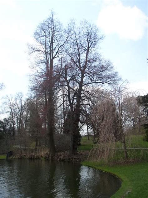 Cypress Tree Pictures, Facts on Cypress Trees