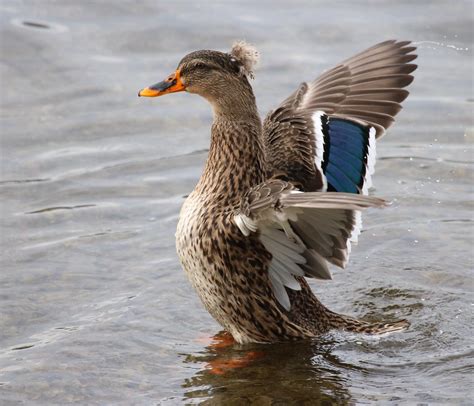 Crested Mallard Duck - Profile | Facts | Eggs | Breeding - Bird Baron