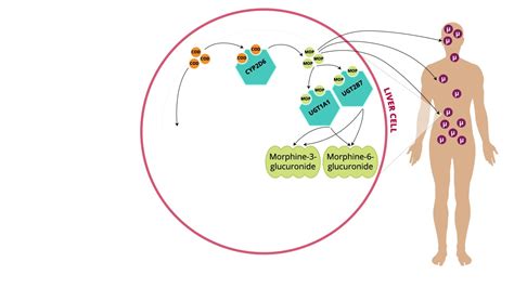 Sample Video from Pharmacogenomics for Healthcare Professionals: The Basics - YouTube