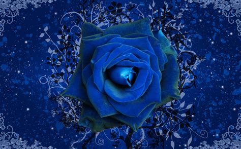 Blue Rose Wallpapers - Top Free Blue Rose Backgrounds - WallpaperAccess