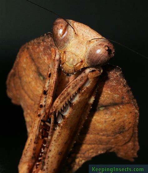 Dead Leaf Mantis - Deroplatys desiccata | Keeping Insects