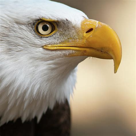 Eagle Images Photography