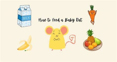 How To Feed A Baby Rat? in 2022 | Baby rats, Rats, Baby feeding