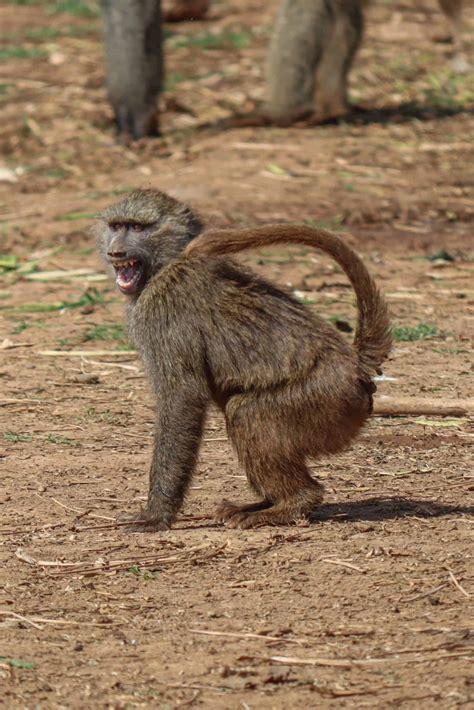 TWS2020: Baboon conflict in Kenya - The Wildlife Society