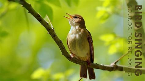 Birds Singing - Morning Bird Sound, Forest Birdsong Nature Sounds ...