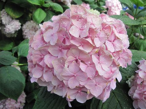 Pink Hydrangea Wallpapers - Wallpaper Cave