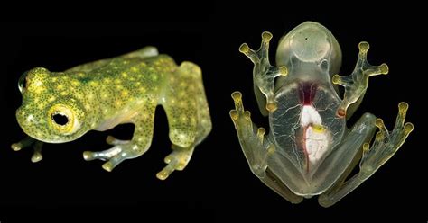 Newly Discovered Frog Species ‘Glass Frogs-Heart On Skin Visible’ Are At The Verge Of Extinction