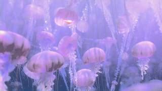 Jellyfish Finding Nemo