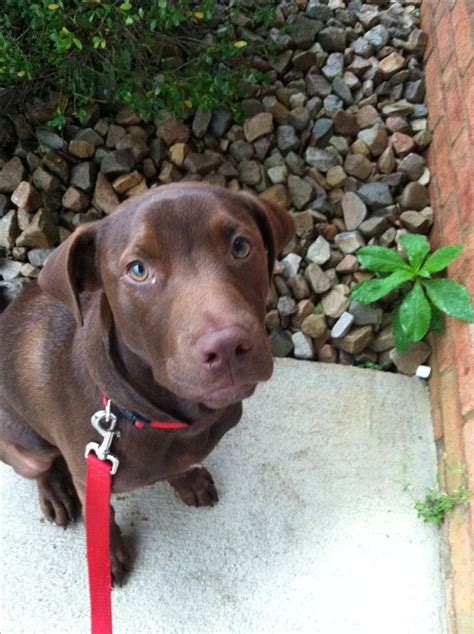 Chocolate lab and pitbull mix=adorable best friend | Lab pitbull mix ...