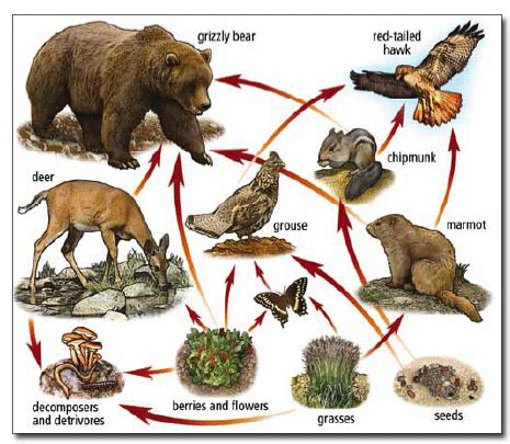 Quia - Life Science - Lesson 5: Unique Niche, Food Chains, and Food Webs - With PICTURES ...