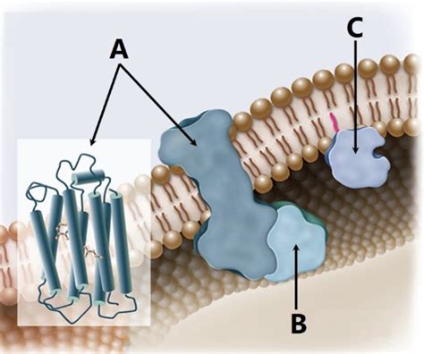 Phospholipid Bilayer and Membrane Proteins combined (Chapter 5: Membrane Structure, Synthesis ...