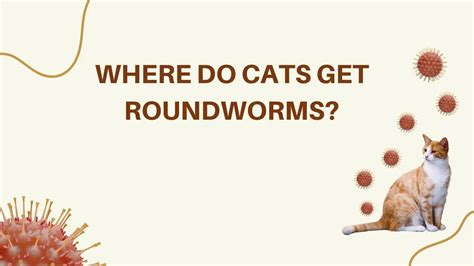 Where Do Cats Get Roundworms? [Understanding The Sources]