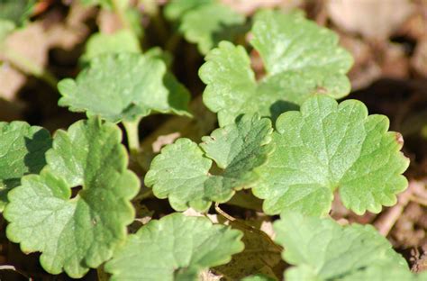 17 Common Types of Weeds