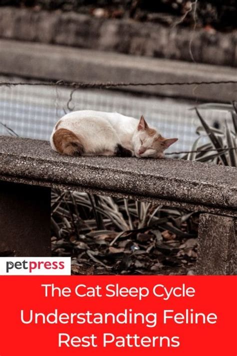 The Cat Sleep Cycle: Understanding Feline Rest Patterns