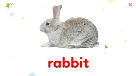 Rabbit | Animal names and sounds | Learn English for Kids - Kids ...