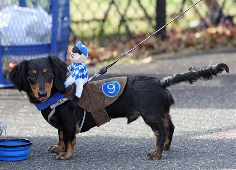 Barkfest Halloween dog costume contest