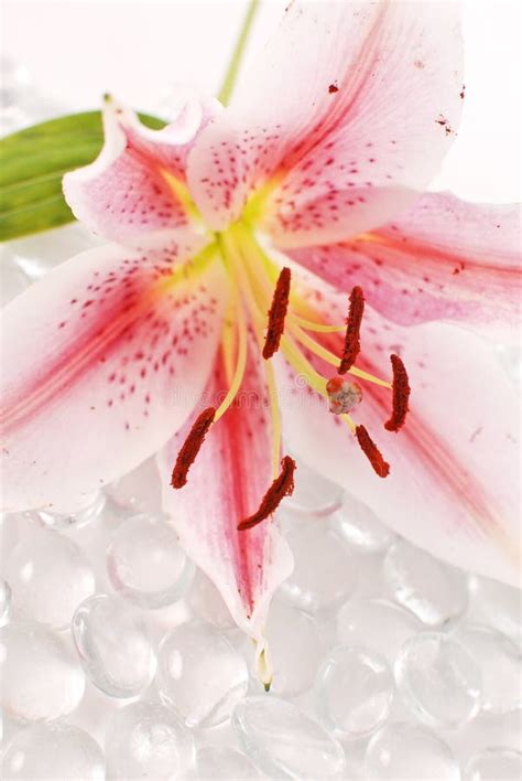 Lily pollen stock photo. Image of lilium, growing, shot - 42802158