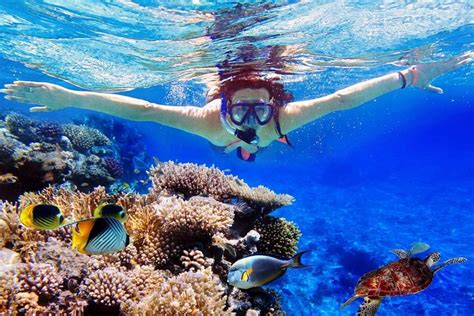 Bali Menjangan Island Snorkeling Day Tour 2024 - Ubud - Viator