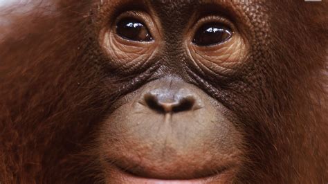 Petition · Nutella: Stop using Palm Oil in Nutella. Save the Orangutans! - United States ...