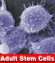 Sacerdotus: Adult Stem Cells