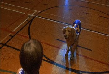 Scared Dog GIF - Find & Share on GIPHY