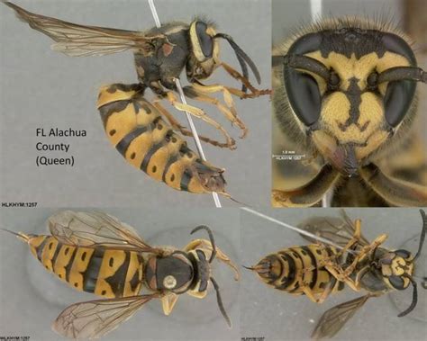 Vespula maculifrons specimen images