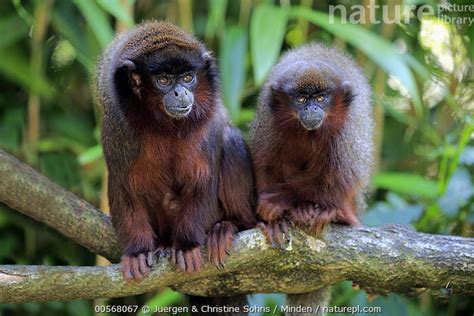 Titi Monkeys- Why are they exotic? – My Exotic World