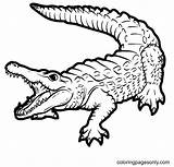 59 Alligator Coloring Pages  ColoringPagesOnlycom sketch template