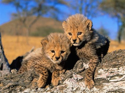 TWO Baby Africa Cheetah - Pets