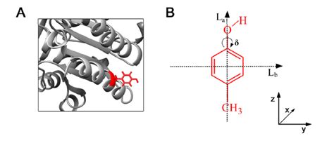 Figure S2: Panel A shows protein backbone and Tyr amino acid residue,... | Download Scientific ...