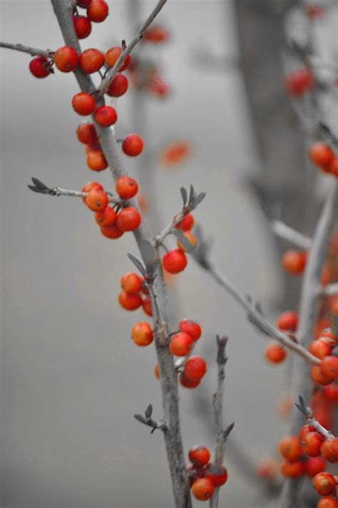 Spring berries | Smithsonian Photo Contest | Smithsonian Magazine