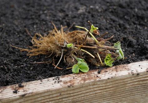 Which Strawberry Varieties are Organic? – Strawberry Plants