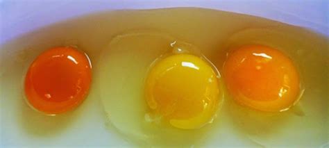 Chicken eggs with a dark orange yolk - RedFlagDeals.com Forums