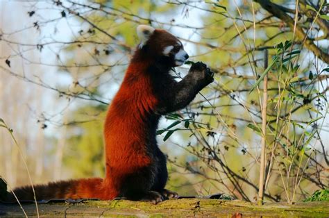 Pernah Lihat Video Panda Merah Berdiri Seperti Sedang Terkejut? Meski ...