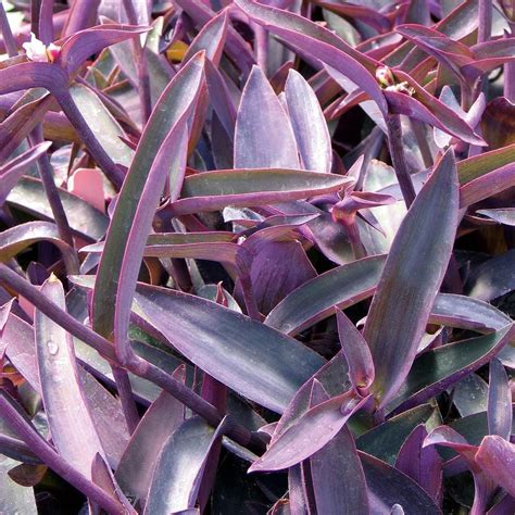 Tradescantia pallida 'Purple Queen' | White Flower Farm