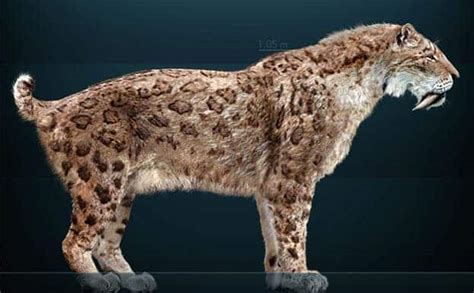 The saber-toothed cat: the most memorable extinct megafauna