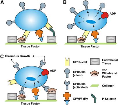 Distinct steps of platelet adhesion, activation, and aggregation at the... | Download Scientific ...