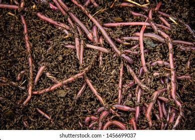 Background Many Earthworms African Night Crawler Stock Photo 1456699037 | Shutterstock